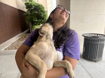 Labrador Retriever Dogs Available for Adoption in The Woodlands, Texas - Mochi | PetCurious