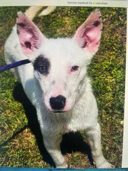 Australian Cattle Dog Blue Heeler and Mixed Breed Dogs Available for Adoption in Colorado Springs, Colorado - Yarrow | PetCurious