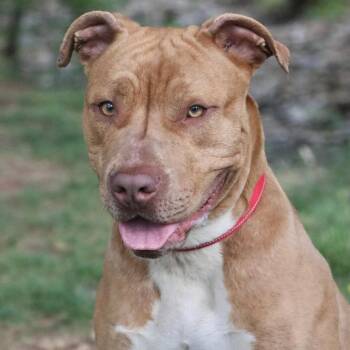 Mixed Breed Dogs Available for Adoption in Allentown, Pennsylvania - Waffles | PetCurious