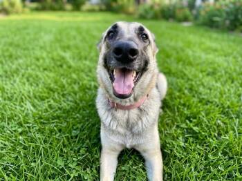 Sandy -  German Shepherd Dog Dog for Adoption in The Woodlands, Texas - Sandy | PetCurious