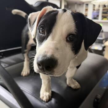 Violet CM -  Jack Russell Terrier and Basset Hound Dog for Adoption - Violet CM | PetCurious