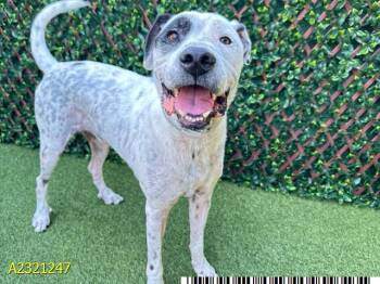 Rescue Mixed Breed Dogs for Adoption in West Palm Beach, Florida - DICE | PetCurious