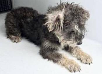 Schnauzer and Mixed Breed Dogs Available for Adoption in Houston, Texas - A654818 | PetCurious