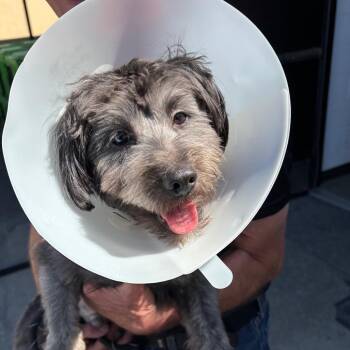 Maltese and Poodle Dogs Available for Adoption - Moses A2261366 | PetCurious