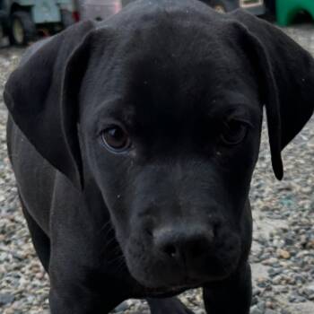 River -  Labrador Retriever Dog for Adoption in Moses Lake, Washington - River | PetCurious