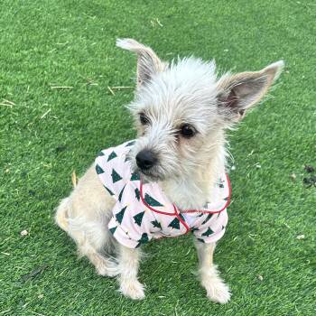 Rescue Terrier Dogs for Adoption in Las Vegas, Nevada - Churro | PetCurious