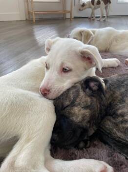 Cattle Dog Dogs Available for Adoption in Fort Lupton, Colorado - Hana Abader | PetCurious