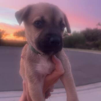 Koa -  Labrador Retriever and Spaniel Dog for Adoption in Escondido, California - Koa | PetCurious