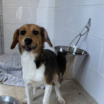 Flurry -  Beagle Dog for Adoption in Gloucester, Virginia - Flurry | PetCurious
