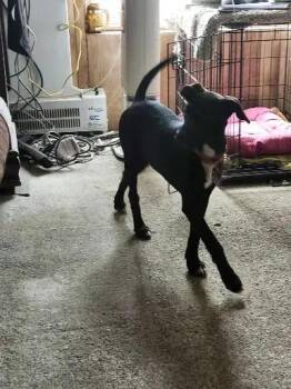 Belle -  Mixed Breed Dog for Adoption in Wyoming, Michigan - Belle | PetCurious