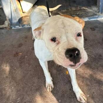 Janae -  American Bulldog and Mixed Breed Dog for Adoption in Bristol, Indiana - Janae | PetCurious