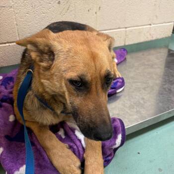 Mixed Breed Dogs Available for Adoption - Betty | PetCurious