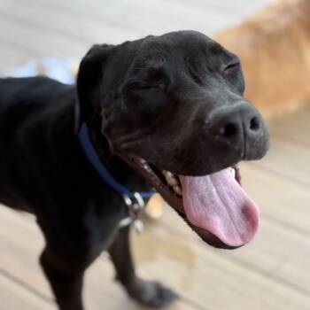 Mr. Oreo -  Mixed Breed Dog for Adoption in Atlanta, Georgia - Mr. Oreo | PetCurious