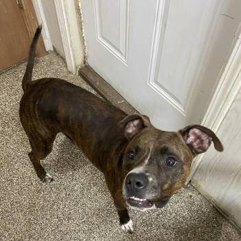 Moose Tracks -  Pit Bull Terrier Dog for Adoption in Columbia, Missouri - Moose Tracks | PetCurious