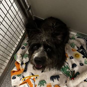 Cosmo -  Mixed Breed Dog for Adoption in Oak Brook, Illinois - Cosmo | PetCurious