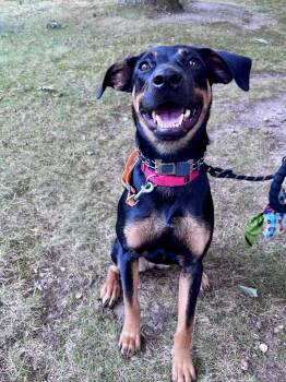 Wifi -  Mountain Cur and Hound Dog for Adoption in Pembroke, Massachusetts - Wifi | PetCurious