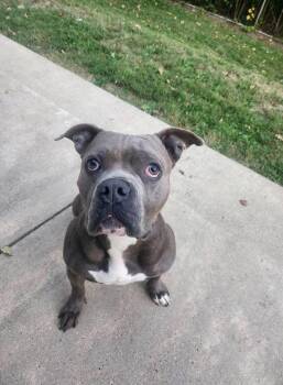 Rescue Pit Bull Terrier Dogs for Adoption in North Huntingdon, Pennsylvania - Remi | PetCurious