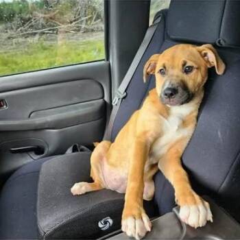 Boxer and German Shepherd Dog Dogs Available for Adoption in Liverpool, Texas - Pumpkin | PetCurious