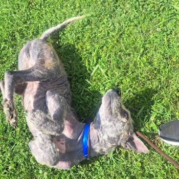Max -  Mixed Breed Dog for Adoption in Chattanooga, Tennessee - Max | PetCurious