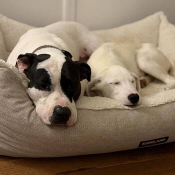 Chloe -  Mixed Breed Dog for Adoption in Durham, North Carolina - Chloe | PetCurious