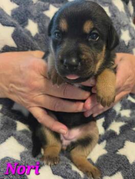 Shepherd Dogs Available for Adoption in Denver, Colorado - Nori | PetCurious