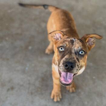 Black Mouth Cur and Catahoula Leopard Dog Dogs Available for Adoption - Mel | PetCurious