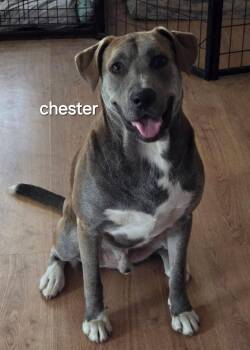 Labrador Retriever and Weimaraner Dogs Available for Adoption in Mingus, Texas - Chester | PetCurious