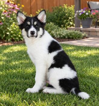 Bates -  Great Pyrenees and Border Collie Dog for Adoption in Susanville, California - Bates | PetCurious