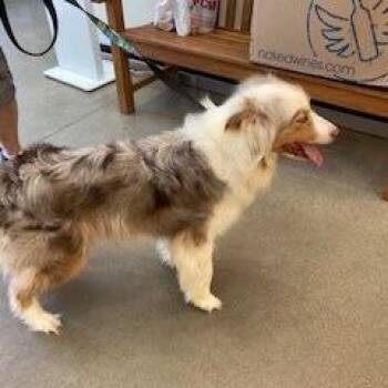 Athena -  Australian Shepherd Dog for Adoption in York, Pennsylvania - Athena | PetCurious