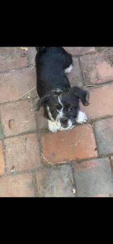 Oreo -  Pug and Shih Tzu Dog for Adoption in New Haven, Connecticut - Oreo | PetCurious
