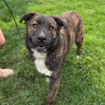 Pit Bull Terrier and German Shepherd Dog Dogs Available for Adoption - Teddy | PetCurious