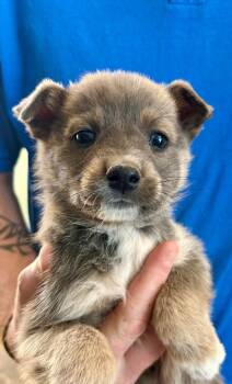 Australian Shepherd Dogs Available for Adoption in Cottonwood, Arizona - Hoppip | PetCurious