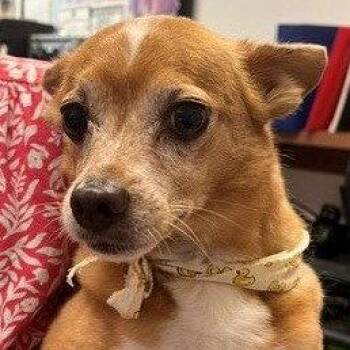Mr. Toad -  Chihuahua Dog for Adoption in Dallas, Texas - Mr. Toad | PetCurious