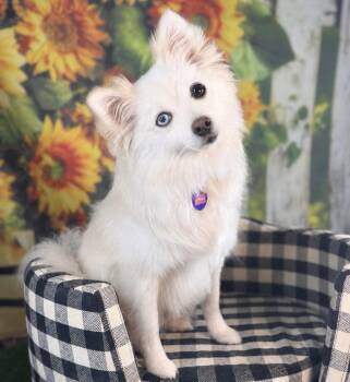 Starla -  Pomeranian Dog for Adoption in Garland, Texas - Starla | PetCurious