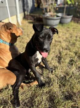 Rescue American Staffordshire Terrier and Black Labrador Retriever Dogs for Adoption in Sanford, North Carolina - Pickles | PetCurious
