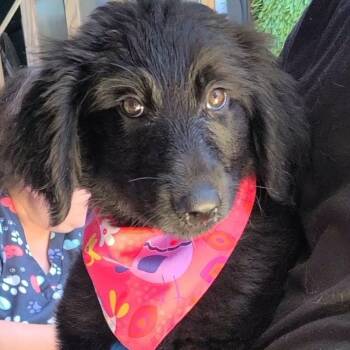 Hilda -  Labradoodle Dog for Adoption in Woolwich, Maine - Hilda | PetCurious
