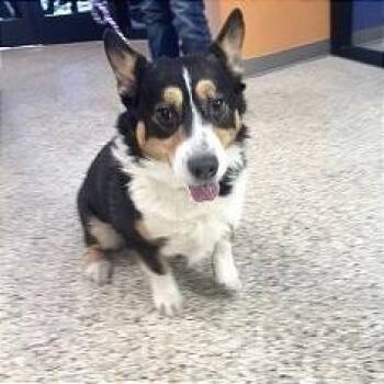 Dog 09/19/2026 -  Corgi and Mixed Breed Dog for Adoption in Bullhead City, Arizona - Dog 09/19/2026 | PetCurious
