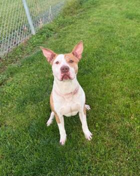 Pit Bull Terrier Dogs Available for Adoption in Liberty Center, Ohio - Sable | PetCurious
