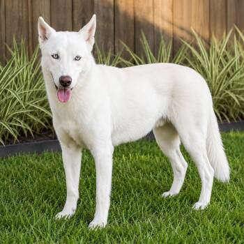 Blanco -  Siberian Husky Dog for Adoption in Houston, Texas - Blanco | PetCurious