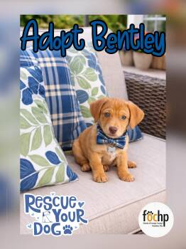 Dachshund Dogs Available for Adoption - Bentley | PetCurious