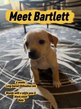 Bartlett -  Chihuahua Dog for Adoption in Vancouver, Washington - Bartlett | PetCurious