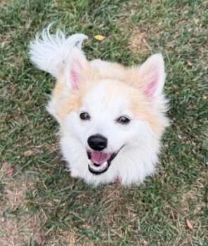 Foxy -  Pomeranian Dog for Adoption in Santa Paula, California - Foxy | PetCurious
