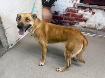 German Shepherd Dog and Mixed Breed Dogs Available for Adoption in San Bernardino, California - PETEY | PetCurious