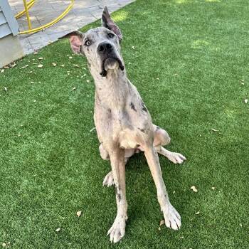 Regan -  Great Dane Dog for Adoption in Berlin, New Jersey - Regan | PetCurious