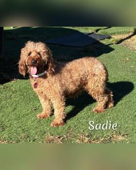 Sadie -  Goldendoodle Dog for Adoption in Fredericksburg, Virginia - Sadie | PetCurious