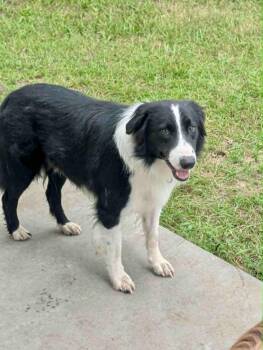 Rescue Border Collie Dogs for Adoption in The Woodlands, Texas - Hank | PetCurious