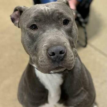 Lincoln (Beetlejuice) -  American Staffordshire Terrier Dog for Adoption in Flintstone, Maryland - Lincoln (Beetlejuice) | PetCurious
