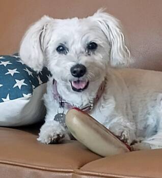 Fiona -  Poodle and Chihuahua Dog for Adoption in Eastsound, Washington - Fiona | PetCurious