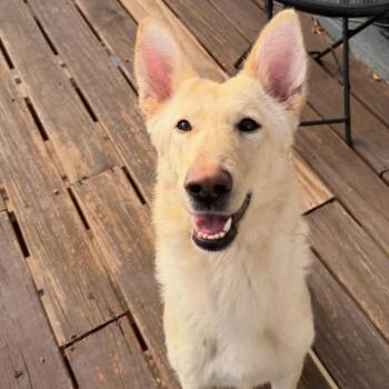 German Shepherd Dog Dogs Available for Adoption - Willow | PetCurious
