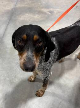 Bluetick Coonhound Dogs Available for Adoption in Billings, Montana - Lady Bee | PetCurious